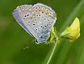 Male Polyommatus icarus