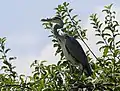 Grey heron