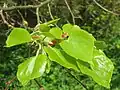 Small-leaved lime