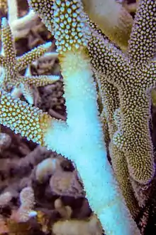 Image 2Acropora with brown band disease, Lizard Island (from Environmental threats to the Great Barrier Reef)