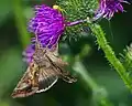 Autographa gamma on Carduoideae