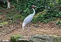 Sarus crane