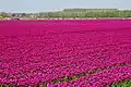 Tulip field