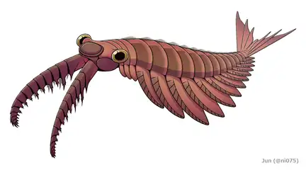 Anomalocaris  (Radiodonta)