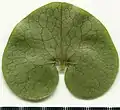 Leaf abaxial side.