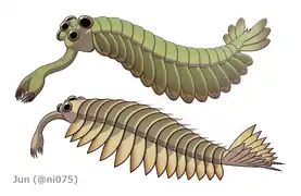 Opabinia and Utaurora  (Opabiniidae)