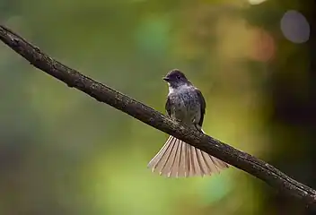 Eastern phoebe