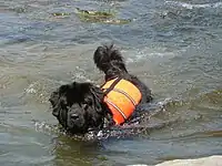 A Newfoundland river rescue unit's dog in action