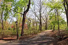 Trees and a pathway in the Ramble