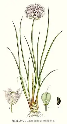 Botanical illustration