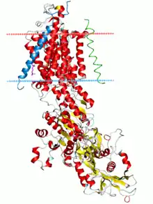 Cartoon diagram of the sodium–potassium pump drawn vertically imbedded in a schematic diagram of a lipid bilayer represented by two parallel horizontal lines. The portion of the protein that is imbedded in the lipid bilayer is composed largely of anti-parallel beta sheets. There is also a large intracellular domain of the protein with a mixed alpha-helix/beta-sheet structure.