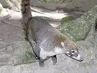 White-nosed coati at Tikal, Guatemala