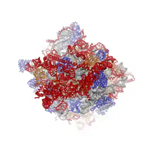 60S  subunit viewed from the solvent-exposed side, PDB identifiers 4A17, 4A19