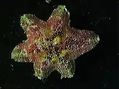 Regenerated specimen, with an irregular shape