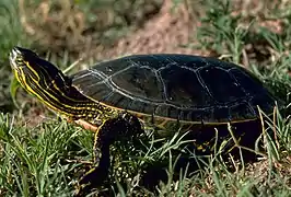 Western painted turtle standing in grass, with neck extended