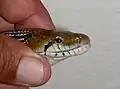 Sideview of trinket snake head