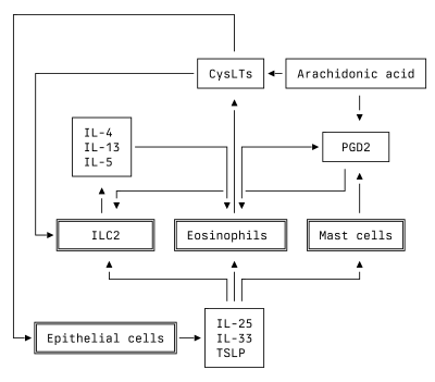 A diagram of some of the interactions between immune cells and their products, as relevant to AERD disease pathophysiology