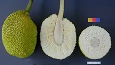 The fruit of the breadfruit tree –  whole, sliced lengthwise and in cross-section