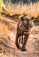 Tiger at Ranthambore National Park