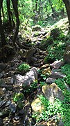 A freshwater spring in Binsar