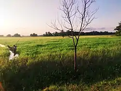 Wetland in Majuli