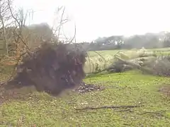 Windthrown tree in Wythenshawe Park, Manchester, England