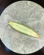 Abaxial surface of a leaf taken from the plant species Leptecophylla parvifolia showing the palmate venation pattern.