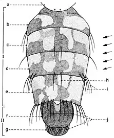 Abdomen of  Sarcophaga carnaria