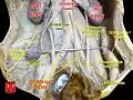 Abdominal aorta