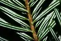 A. alba – the underside of leaves have two whitish strips formed by wax-covered stomatal bands; the bases of the needles are shaped like suction cups.