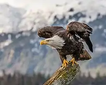 A bald eagle