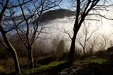 Dark trees are in the foreground separated from tree-covered hills by white rolling fog.