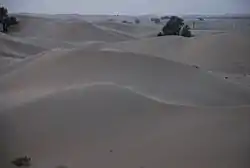 The desert with limited vegetation near Al-Khaznah, between the cities of Al Ain and Abu Dhabi, roughly in the region of Ar-Rub' Al-Khali (The Empty Quarter)