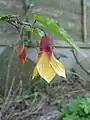 Abutilon 'Kentish Belle'