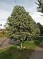 Street tree, Los Angeles, CA