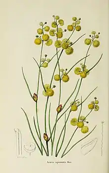 Illustration of "Acacia squamata"