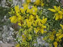 Acacia triptera