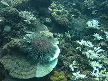 Image 39Crown-of-thorns starfish and eaten coral off the coast of Cooktown, Queensland (from Environmental threats to the Great Barrier Reef)