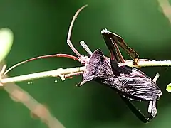 dorsal view