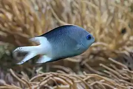 Acanthochromis polyacanthus