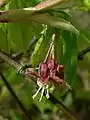 Flower with reddish calyx and five short petals.