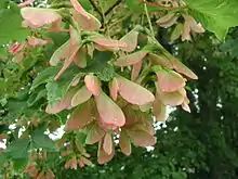 Closeup picture of green leaves with pink hue.