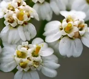 Extreme close-up of flowers