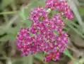 Yarrow (Achillea millefolium)