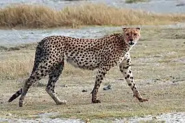 A cheetah walking in Ngorongoro Crater, Tanzania