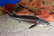 Sterlet, a type of Eurasian sturgeon.  (Vulnerable species)