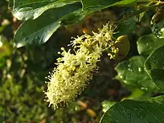 Inflorescence