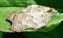 Acleris emargana emargana