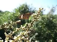 An Acraea on Deinbollia oblongifolia flowers.