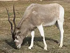 Addax